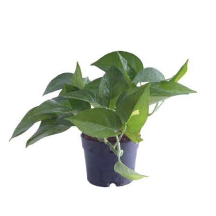 Money Plant Green